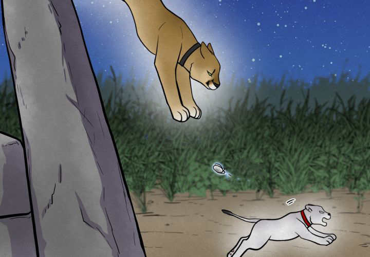 21